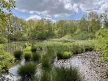 Teichanlage Au�ergew�hnliches Naturgrundst�ck mit Teich und Wald in idyllischer Lage
